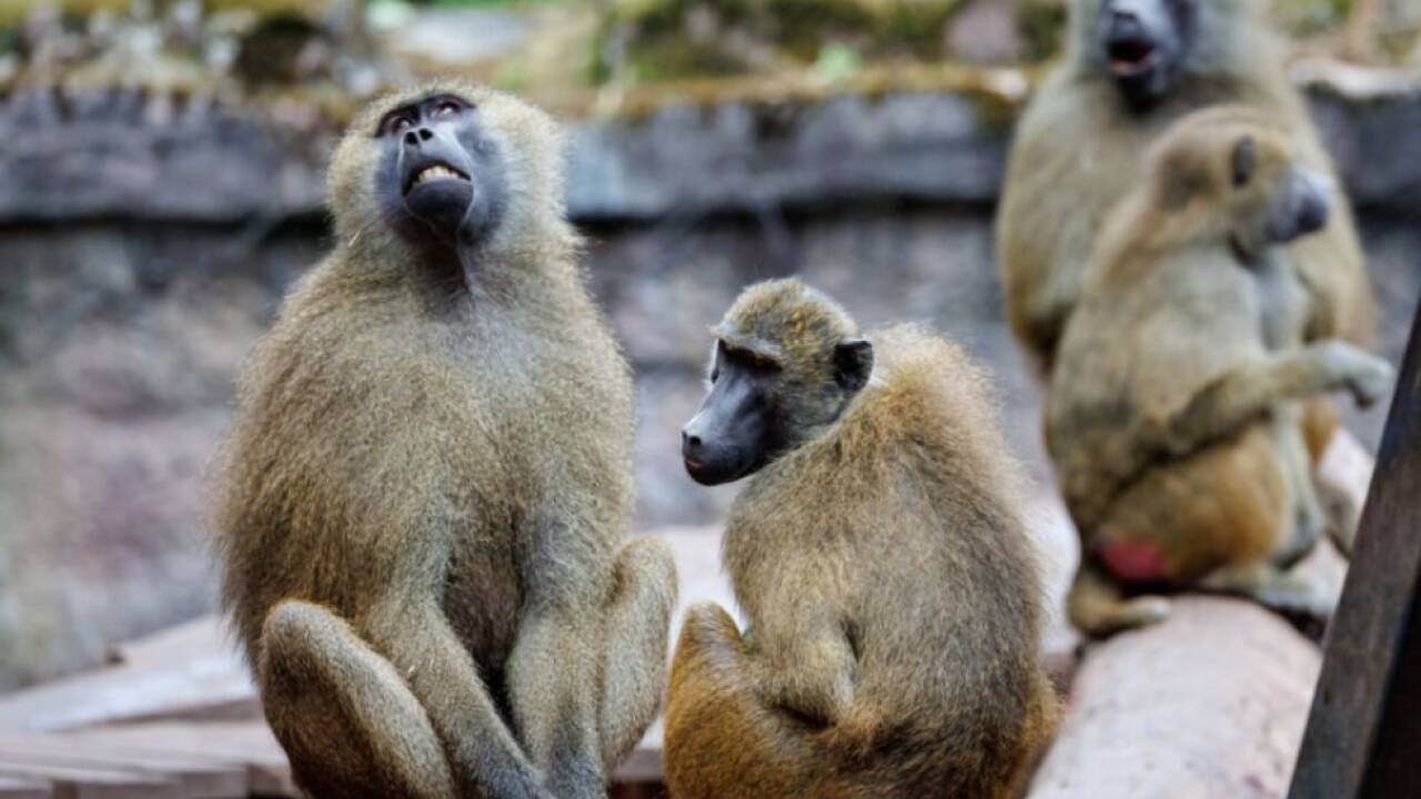 Guinea-Paviane im Tiergarten Nürnberg 