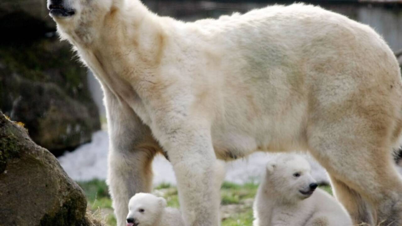Tier soll Gruppe angegriffen haben (Symbolfoto) 