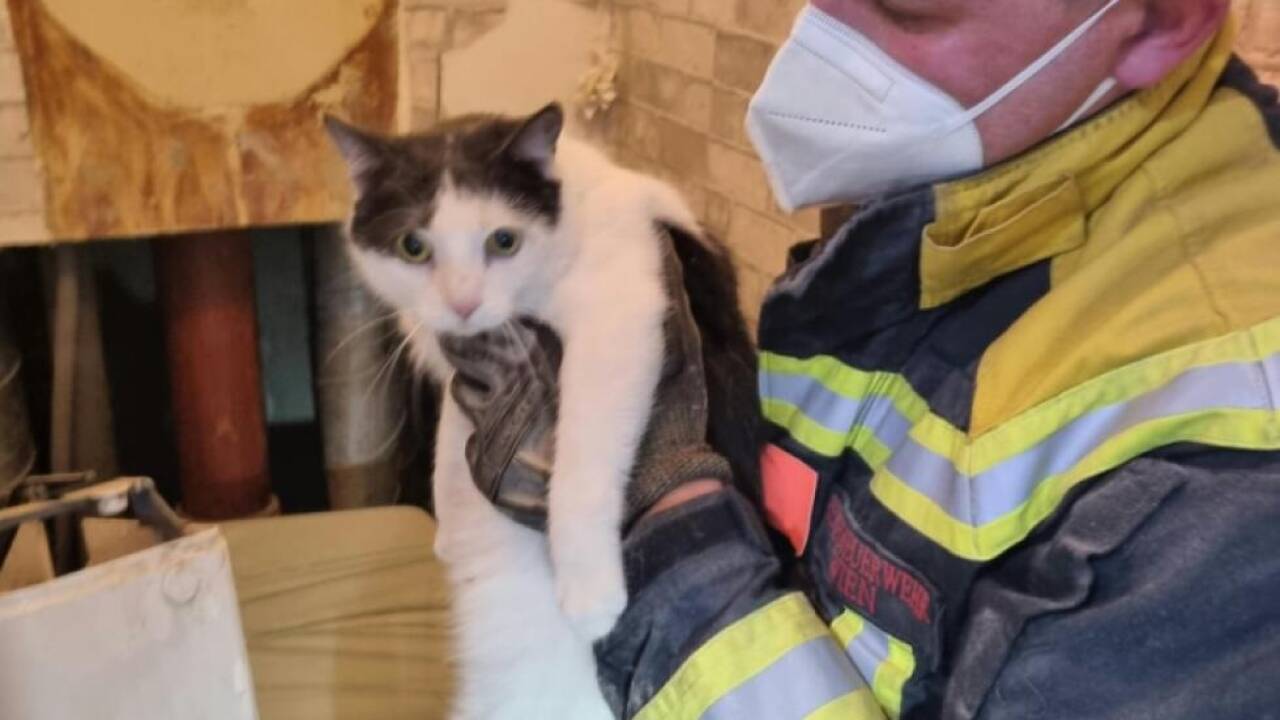 Feuerwehr rückte zur Tierrettung aus 