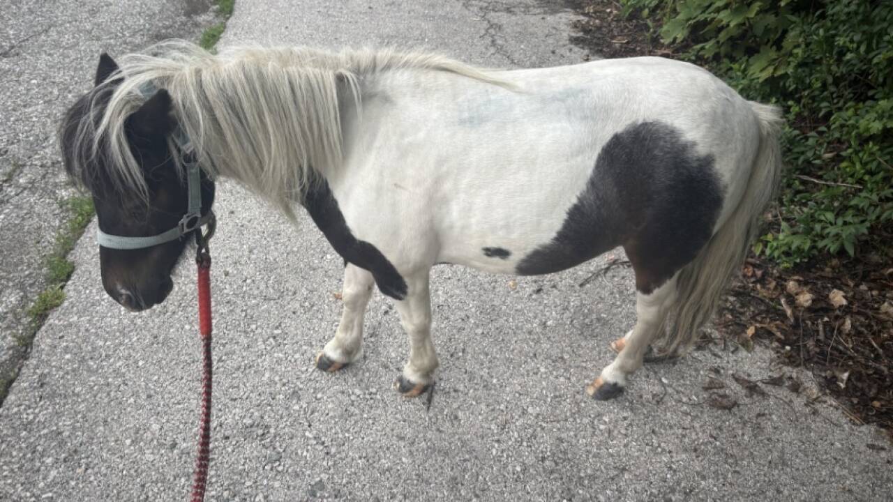 Pony hat sich Klagenfurt angeschaut 