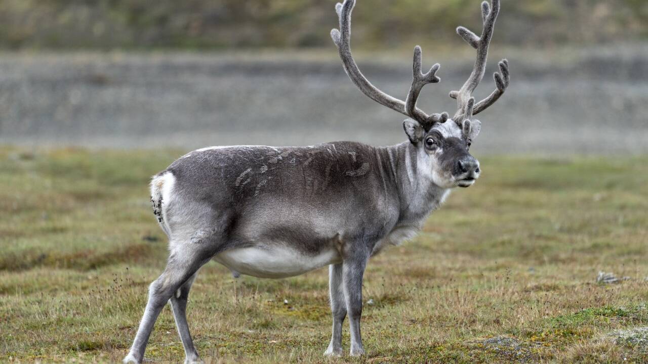 Rentiere in Finnland leiden unter der aktuellen Hitzewelle. 