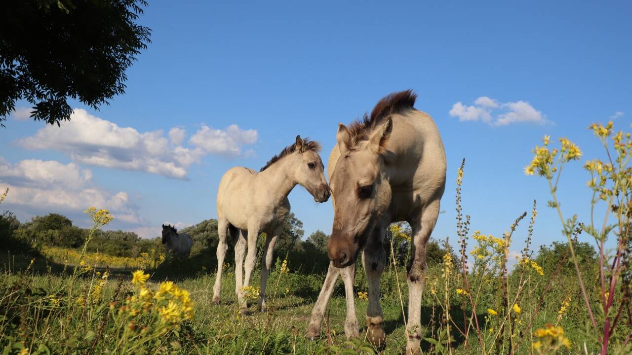 Die Wurzeln dieser Rasse liegen in Polen, ihr Name „Konik“ bedeutet auf Deutsch „Pferdchen“. 