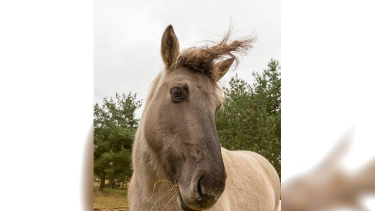 Um die wild lebenden Konik-Pferde ... 