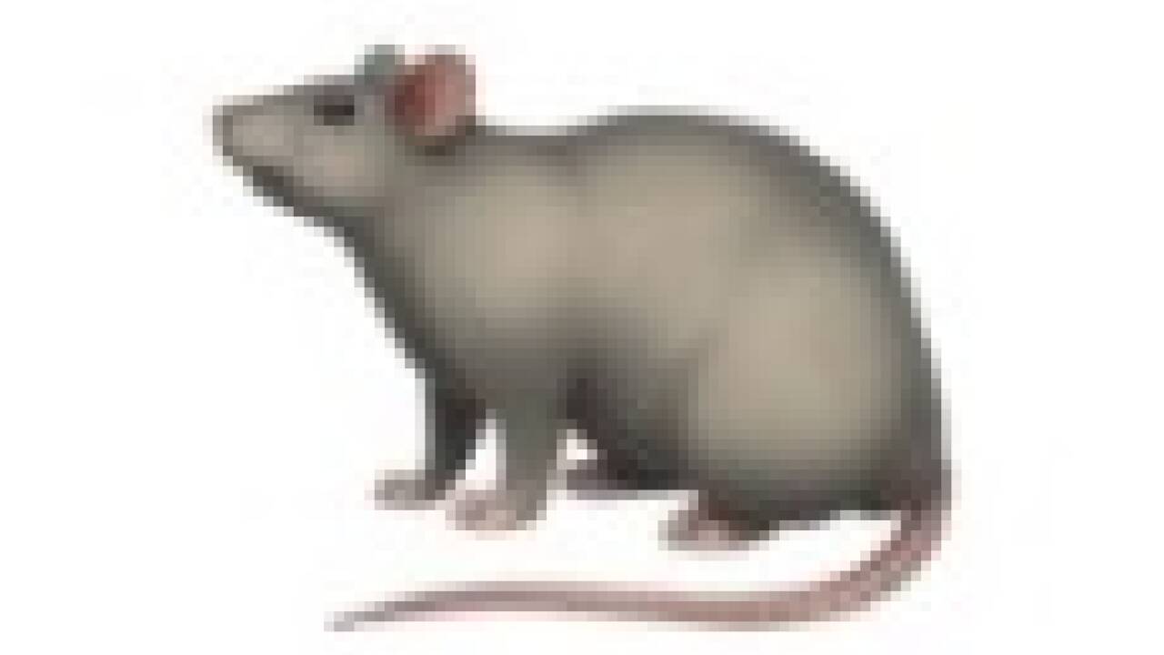 Diese Maus oder Ratte wird gern von politisch Radikalen für ihre Gegner oder Feindbilder verwendet – um diese zu entmenschlichen und mit Schädlingen gleichzusetzen.  