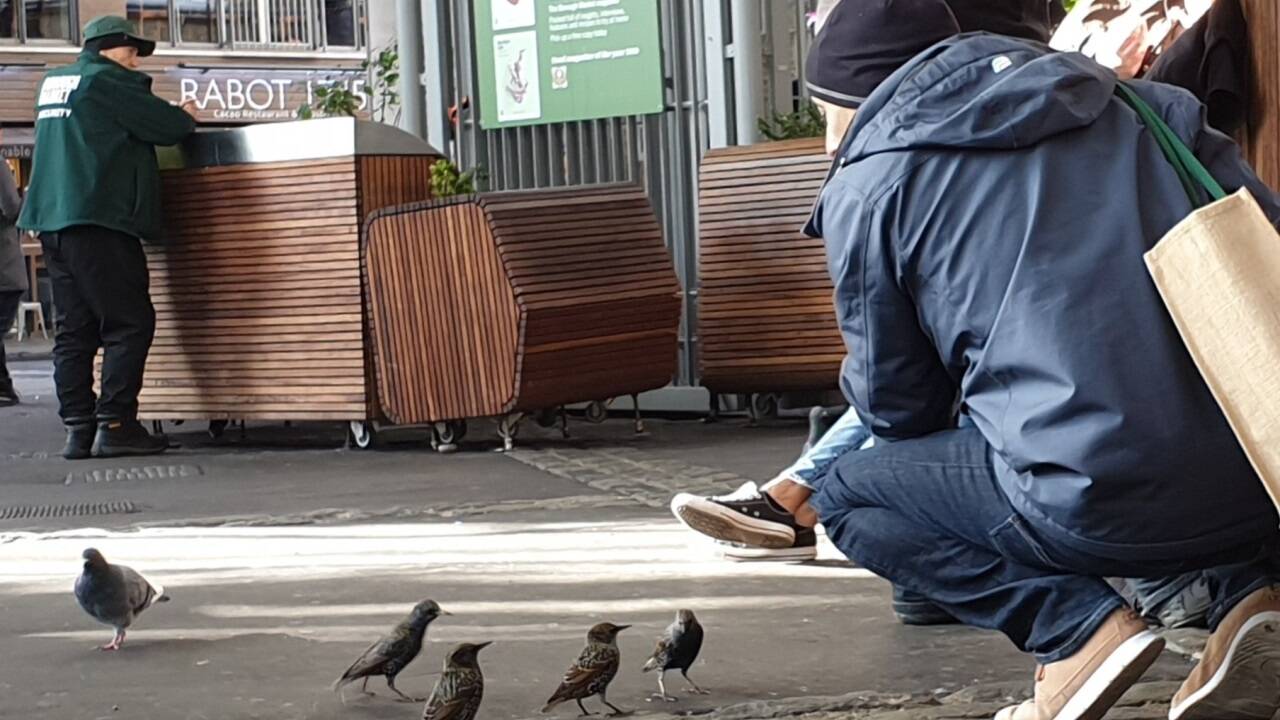 Vögel beobachten geht fast überall, sogar an Bahnhöfen. Aus der Perspektive dieser Stare ist es wohl eher Menschenbeobachtung. Vögel beobachten geht fast überall, sogar an Bahnhöfen. Aus der Perspektive dieser Stare ist es wohl eher Menschenbeobachtung.