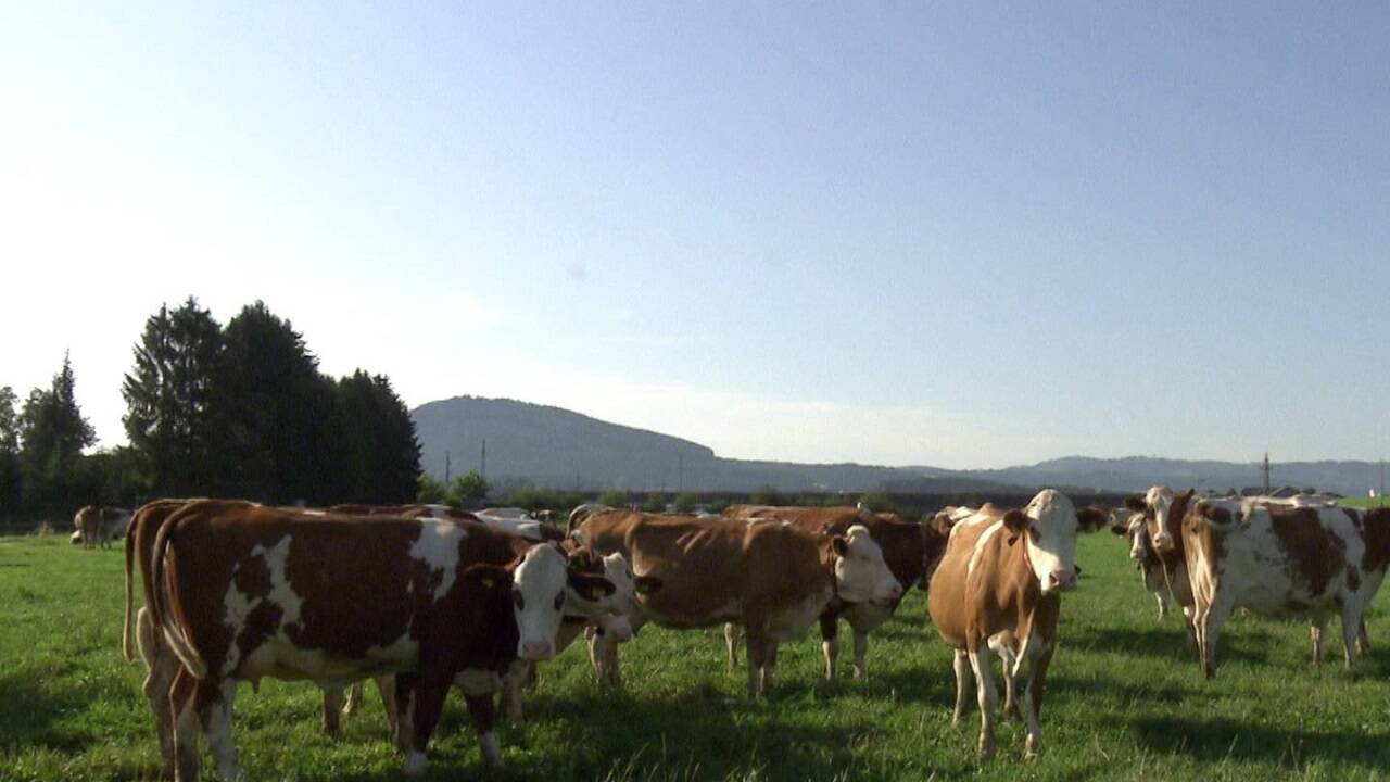 Die Bauern waren Visionäre.  