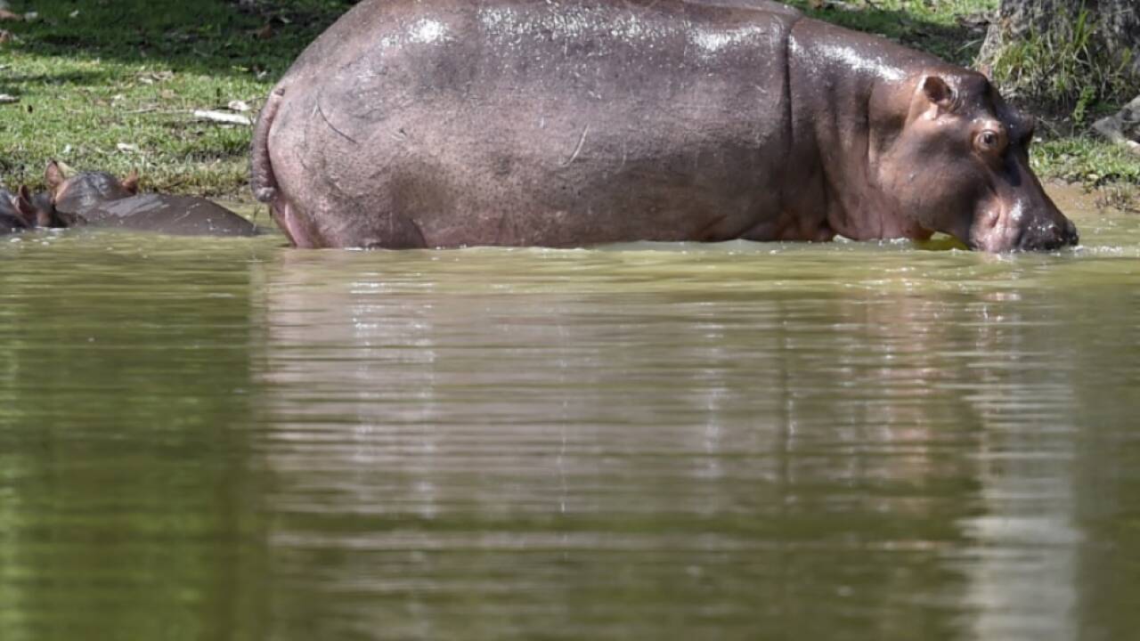 Die Frau soll sich in ein Nilpferd verwandelt haben (Symbolbild) 
