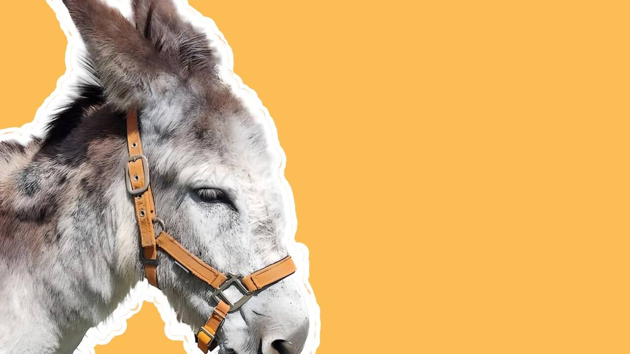 Das ist unser Calisson. Er ist klüger und stärker als wir – Gott sei Dank weiß er es nicht. Das ist unser Calisson. Er ist klüger und stärker als wir – Gott sei Dank weiß er es nicht.
