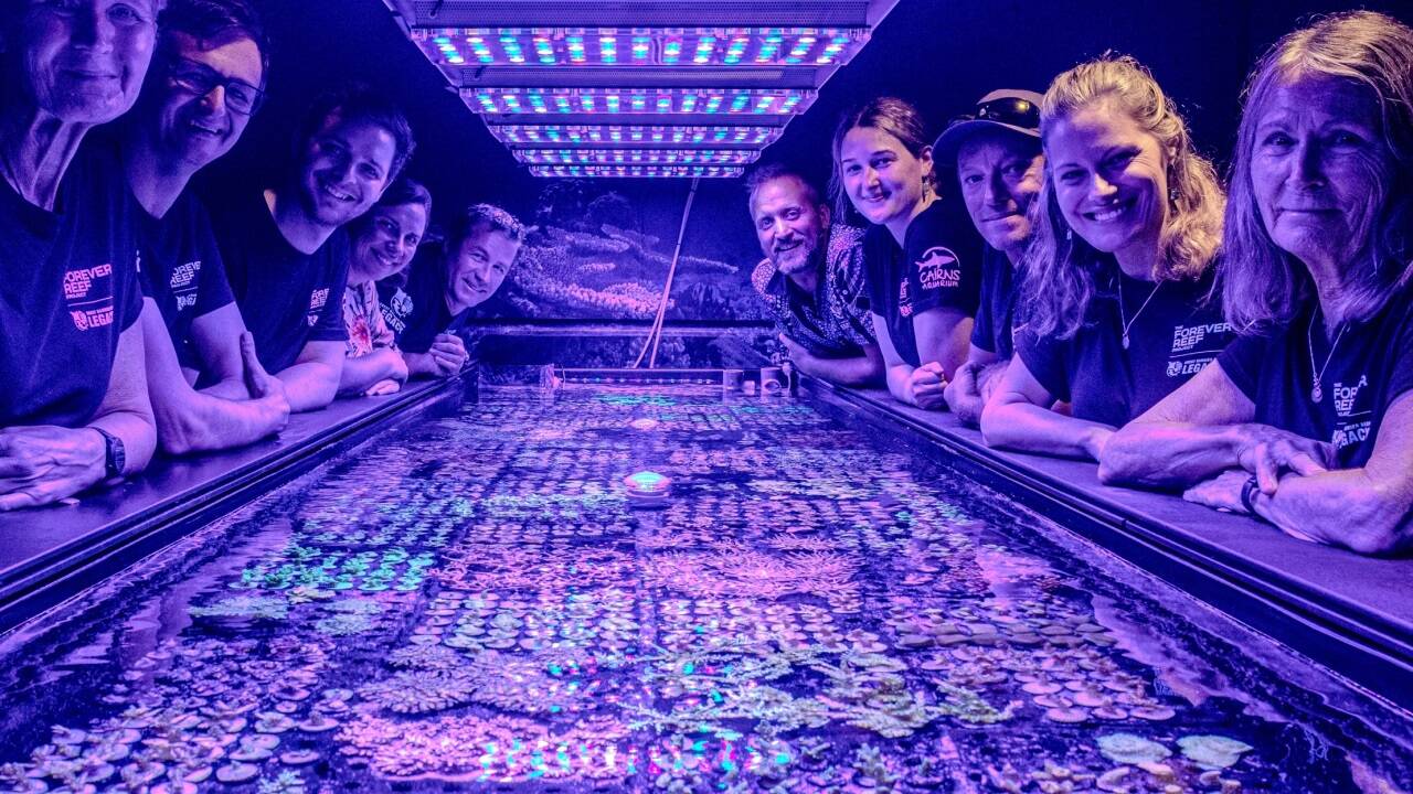 Das Team von „Great Barrier Reef Legacy“ will Korallenarten erhalten. 