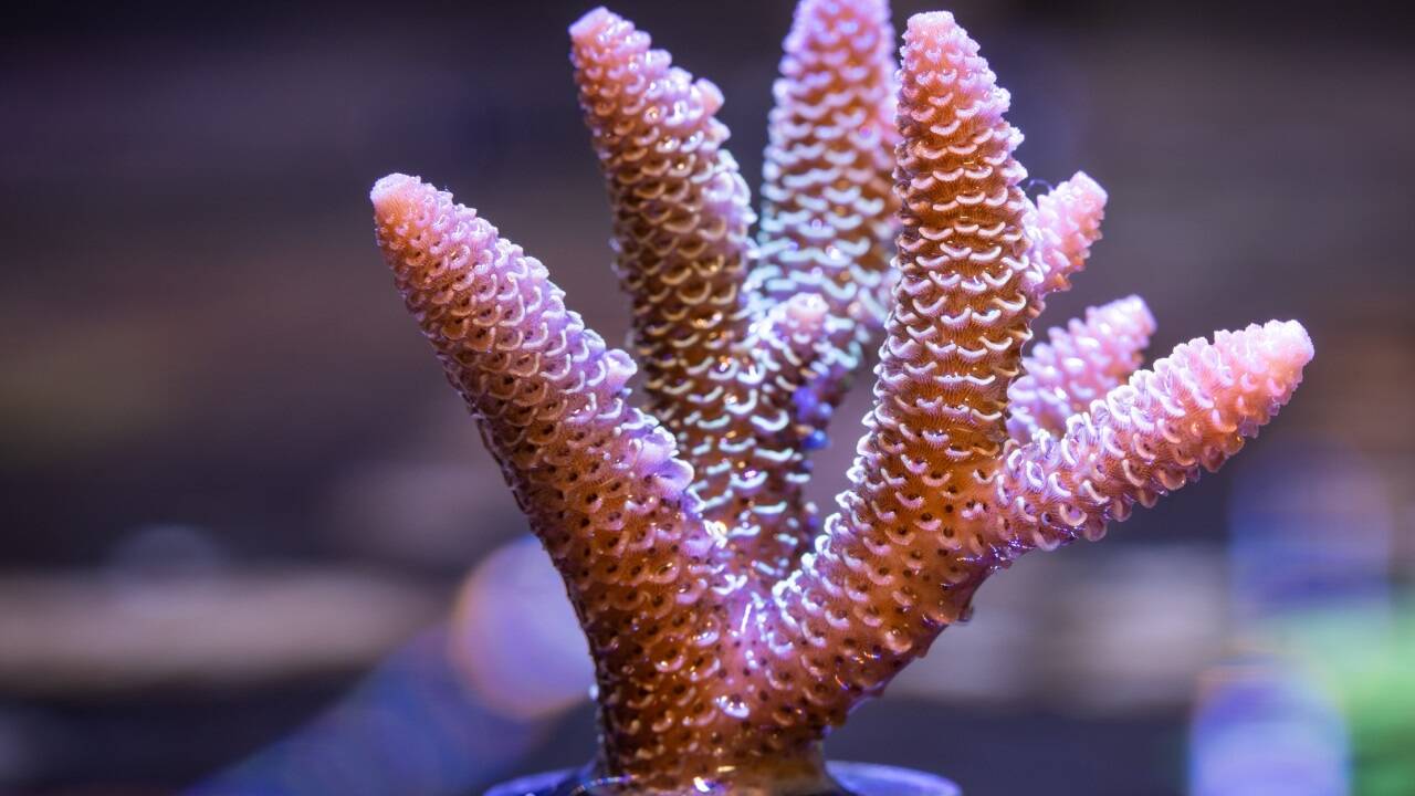 Das Team von „Great Barrier Reef Legacy“ will Korallenarten erhalten. 