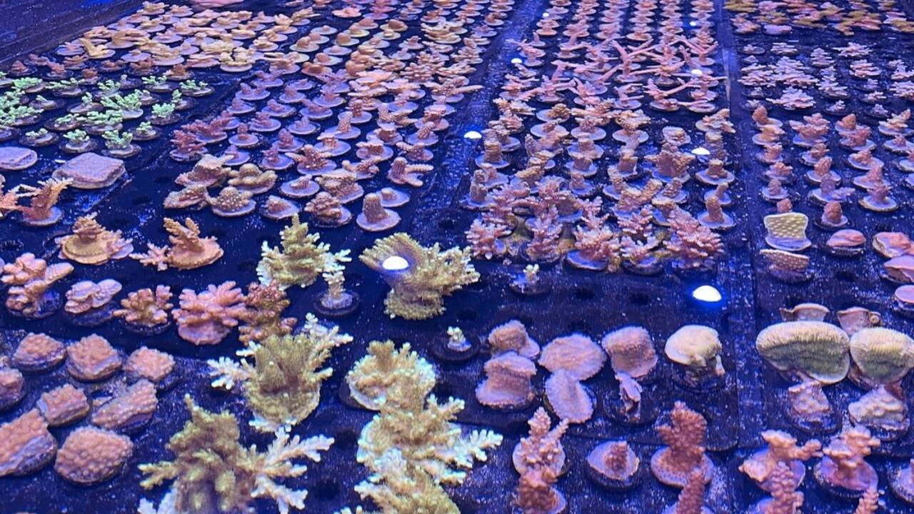 Das Team von „Great Barrier Reef Legacy“ will Korallenarten erhalten. 