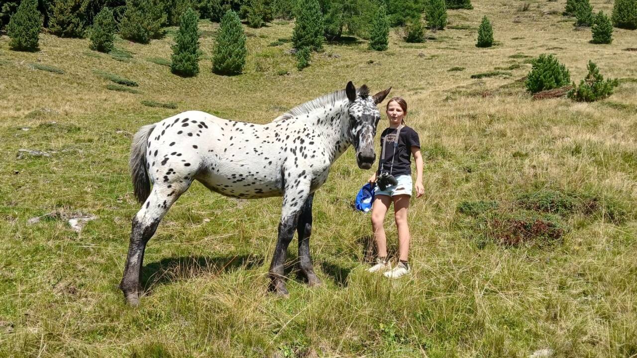 Tigerstutfohlen „Lana“ von Züchter Alois Holzer vulgo Katschtaler in Neggerndorf bei Unternberg, hier mit Anna, ist eine der Schönheiten, die beim Rösslmarkt aufgetrieben werden. 