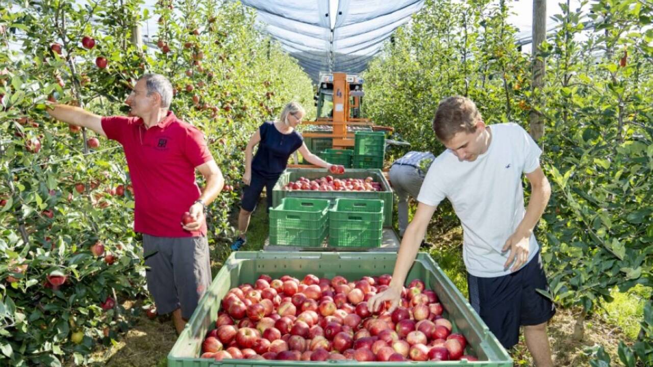 In der Steiermark wird eine gute Apfelernte erwartet 