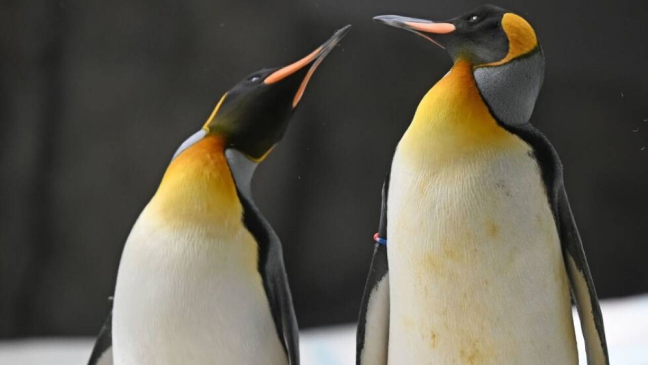 Bis 2100 möglicherweise ausgestorben Bis 2100 möglicherweise ausgestorben