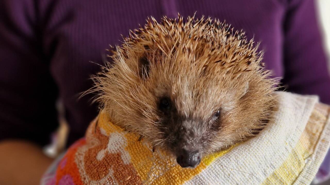 Igel-in-Not-Chiemgauer-Igelhelfer-schlagen-Alarm-Das-Leid-der-Wildtiere-nimmt-zu-
