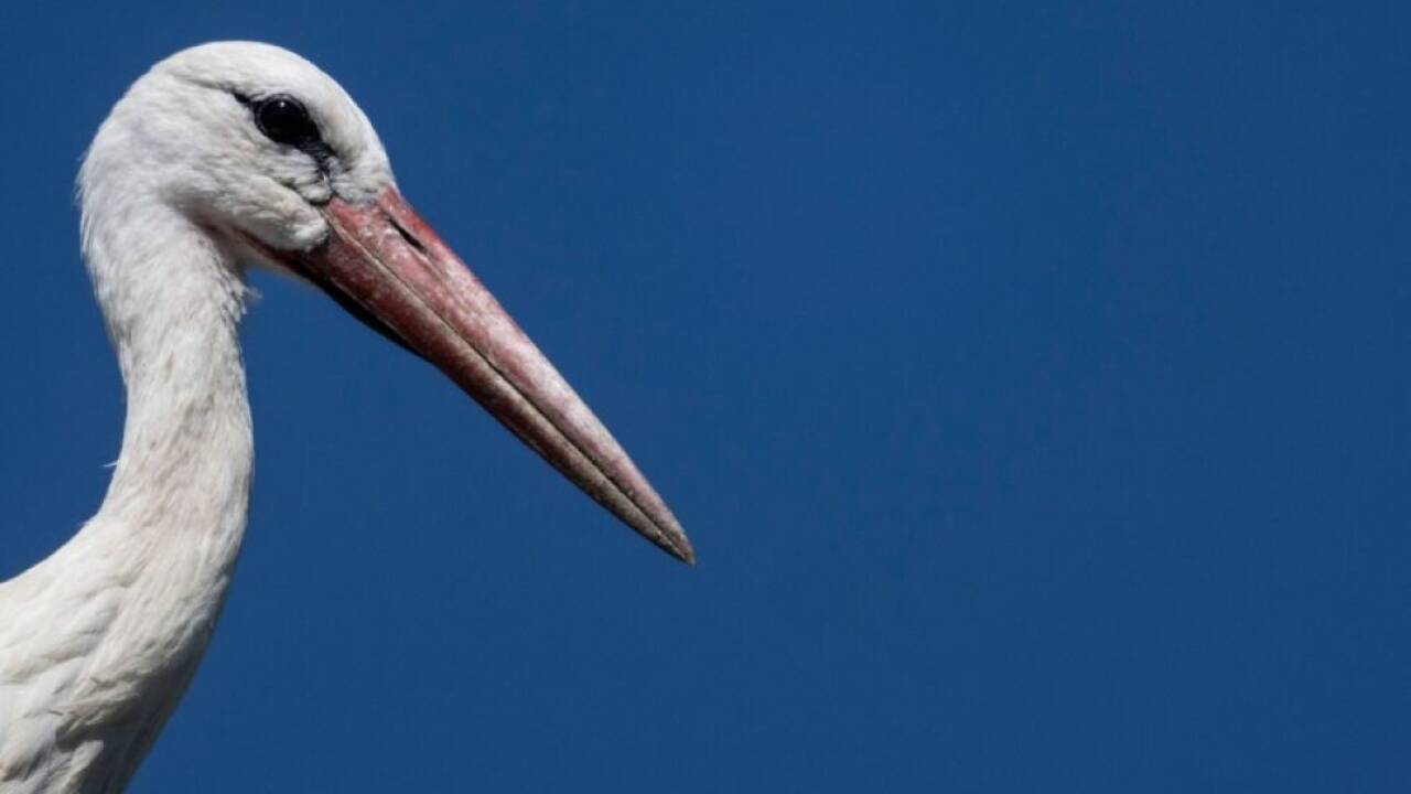 Die Reise in Richtung Süden beginnt 