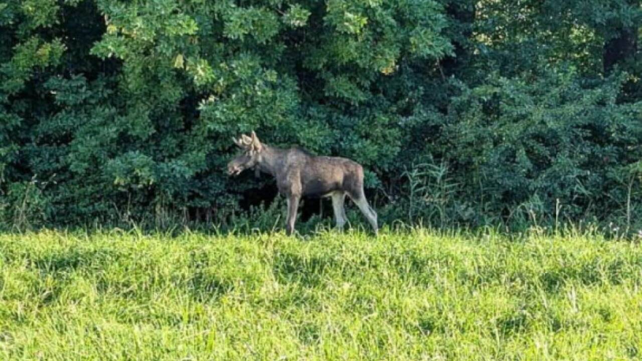 Elch 'Emil' streift durch Niederösterreich 