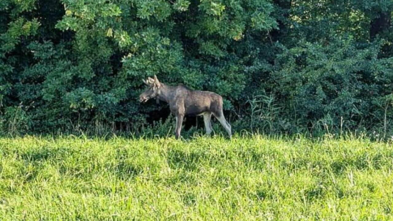 Das Tier hat Kultstatus erlangt 