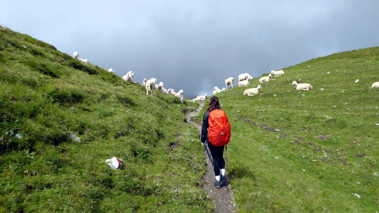 Wohlig wollige Begegnung am Höhenweg vom Haselloch zur Fischerhütte. 