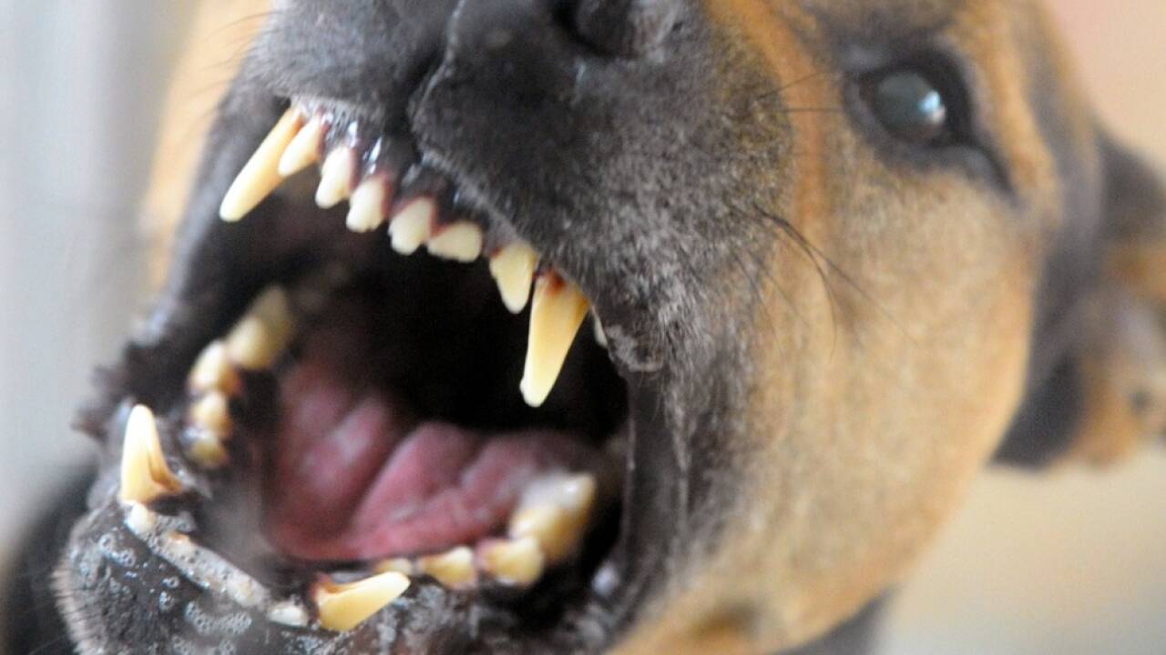 Alle drei Opfer wurden im Spital behandelnt Alle drei Opfer wurden im Spital behandelnt