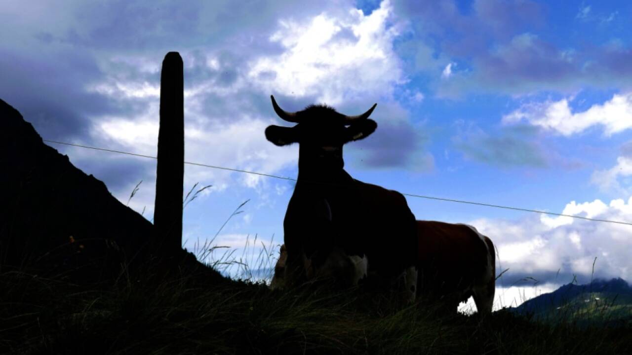 Eine Kuhherde attackierte zwei Wanderer auf dem Dachstein. (Symbolbild)  