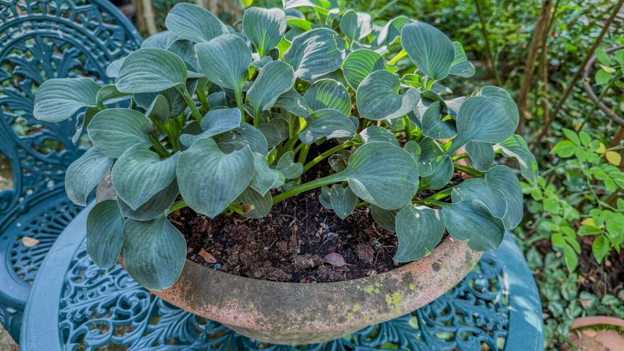 Dekorative Gestaltung im herbstlichen Garten . . .  