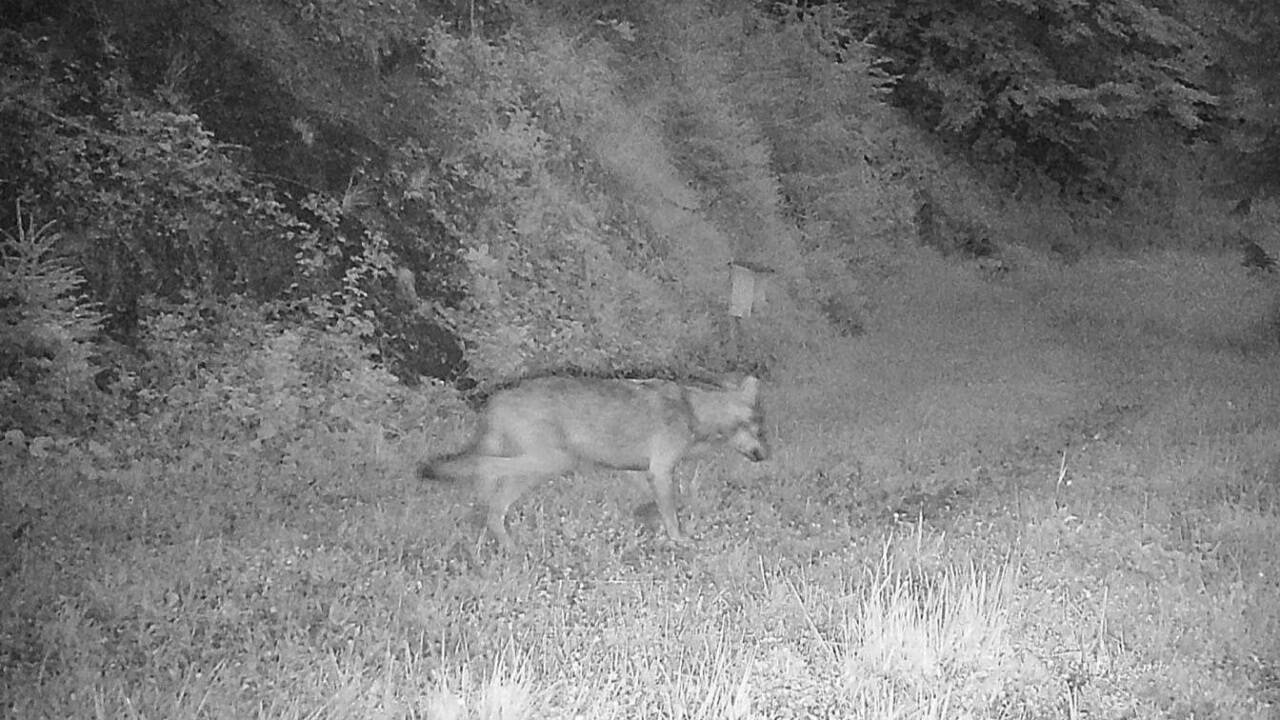 Im Juli wurde in Bischofshofen ein Wolf von einer Wildkamera fotografiert. Es ist nicht bekannt, ob es sich um das in Maria Alm erlegte Tier handelt. Im Juli wurde in Bischofshofen ein Wolf von einer Wildkamera fotografiert. Es ist nicht bekannt, ob es sich um das in Maria Alm erlegte Tier handelt.