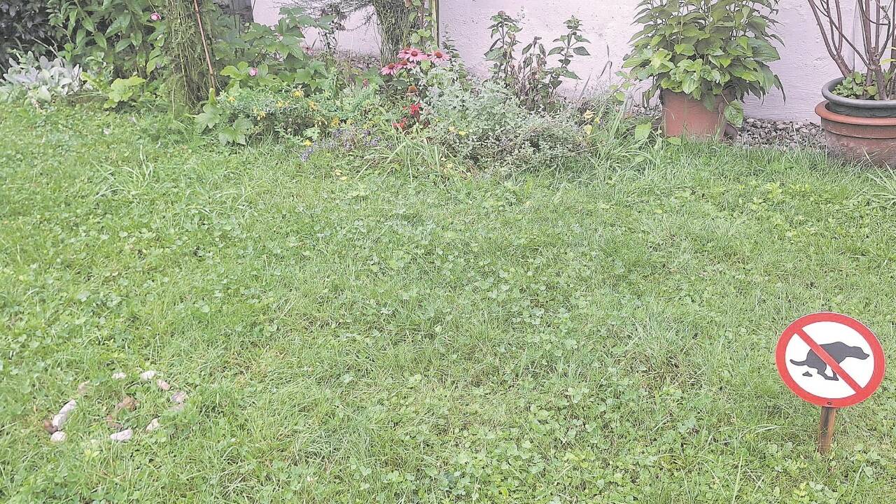 Trotz Verbotsschild wird der Vorgarten in Aigen oft als Hundetoilette missbraucht. Eine Nachbarin von Dagmar Steiner markiert neue Haufen mit einem Steinkreis (links), damit niemand reintritt. Trotz Verbotsschild wird der Vorgarten in Aigen oft als Hundetoilette missbraucht. Eine Nachbarin von Dagmar Steiner markiert neue Haufen mit einem Steinkreis (links), damit niemand reintritt.