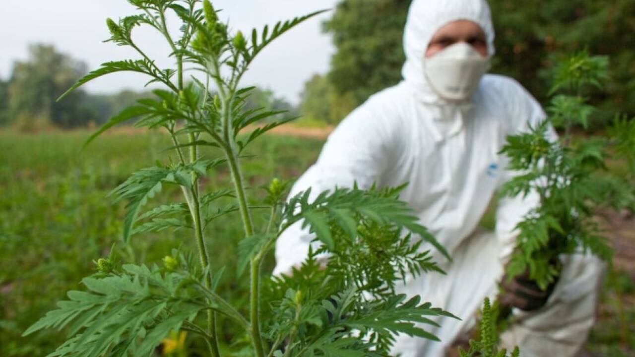 Ragweed (Ambrosia) bereitet zur Zeit vielen Allergikern Probleme 