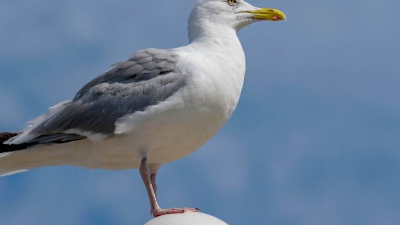 Auch im Winter fliegen viele Reisende auf Strandurlaub 