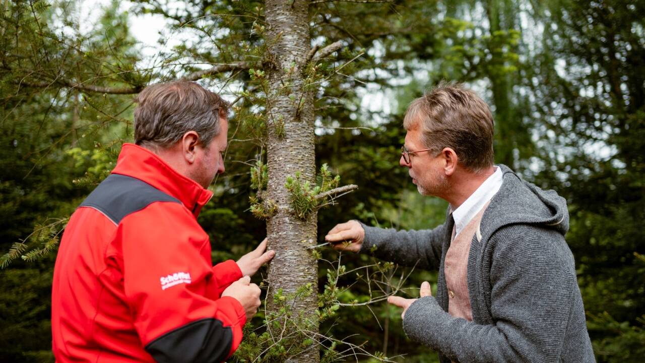 Revierleiter Matthias Berger und Braumeister Axel Kiesbye bei der Ernte des Harzes der Douglasie im ÖBf-Forstrevier Frauschereck in Oberösterreich. 