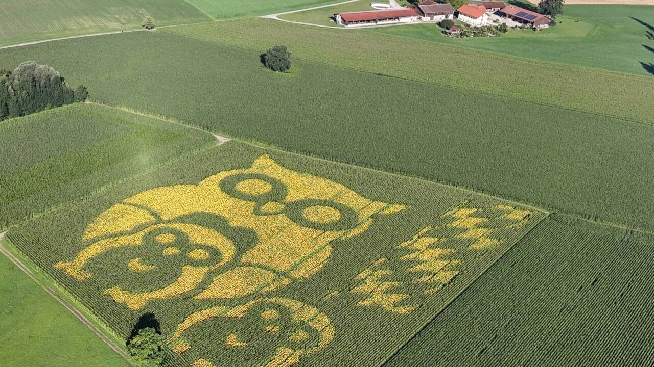 Vom Boden aus ist nur zu erkennen, dass im Maisfeld Sonnenblumen hervorspitzen. Aus der Luft ergibt das Ganze ein Bild. 