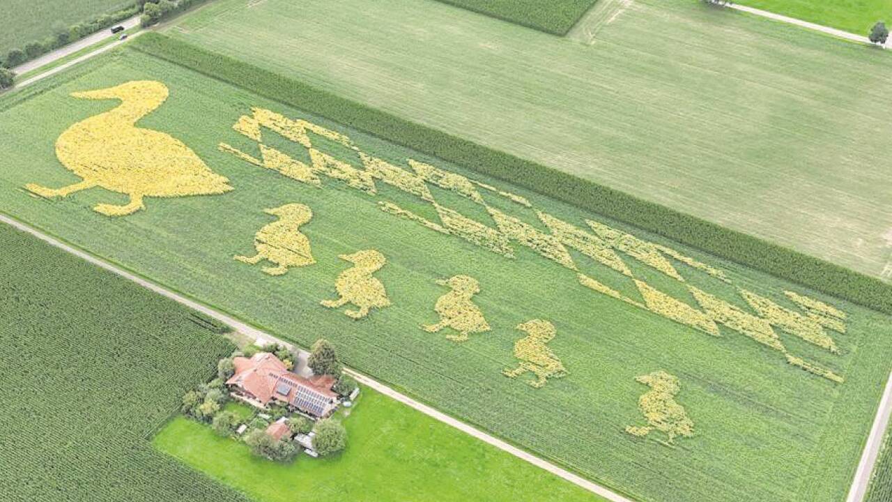 Fünf Entchen watscheln ihrer Entenmama hinterher: Dieses Testfeld ist mittlerweile abgehäckselt, weil der Hagel es beschädigt hatte.  
