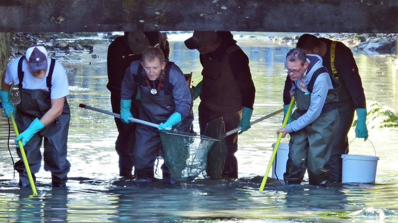 Almabkehr in Salzburg – zuvor müssen die Fische übersiedeln. 