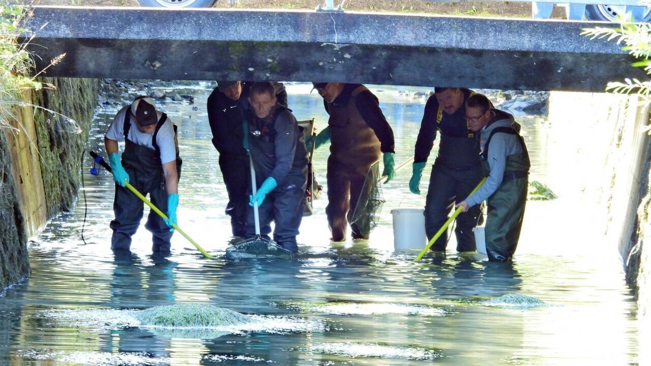 Almabkehr in Salzburg – zuvor müssen die Fische übersiedeln. 
