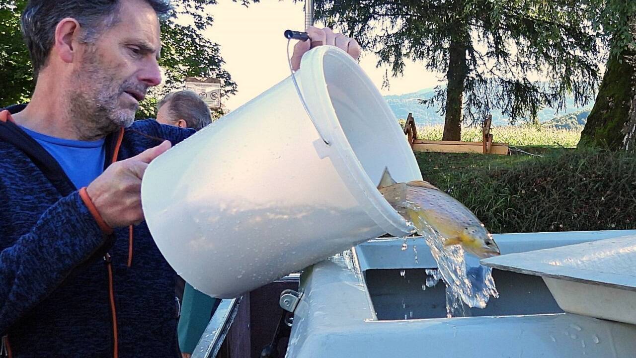 Almabkehr in Salzburg – zuvor müssen die Fische übersiedeln. 