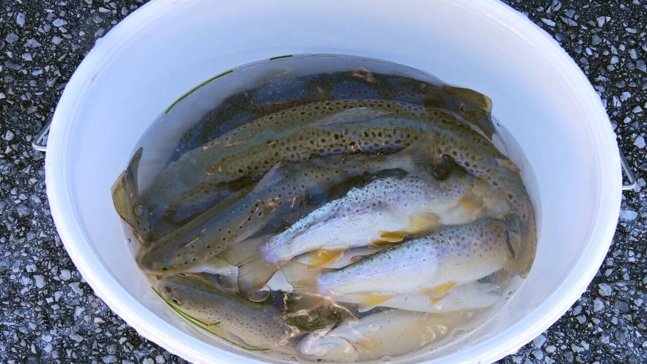 Almabkehr in Salzburg – zuvor müssen die Fische übersiedeln. 