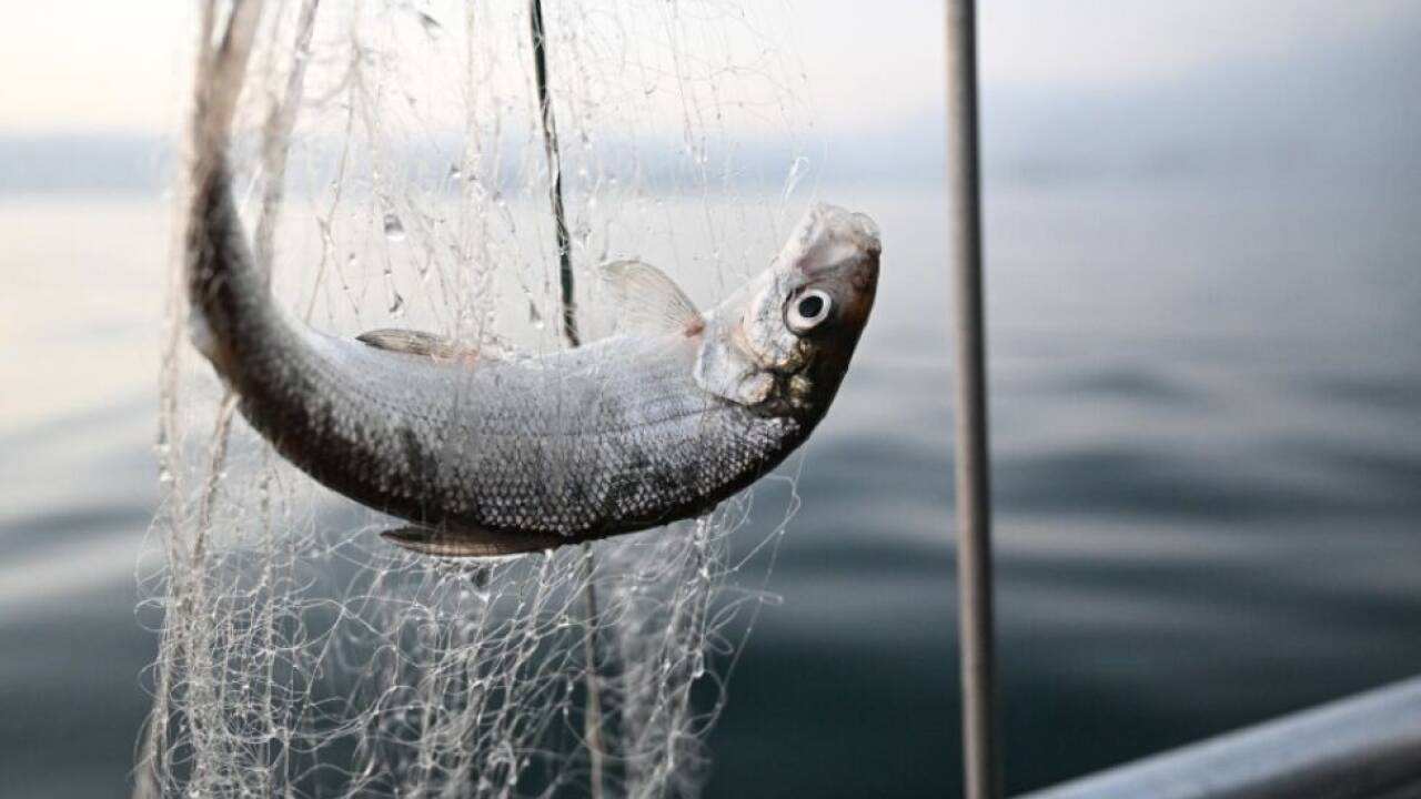 Klimawandel setzt Fischbeständen im Bodensee zu 