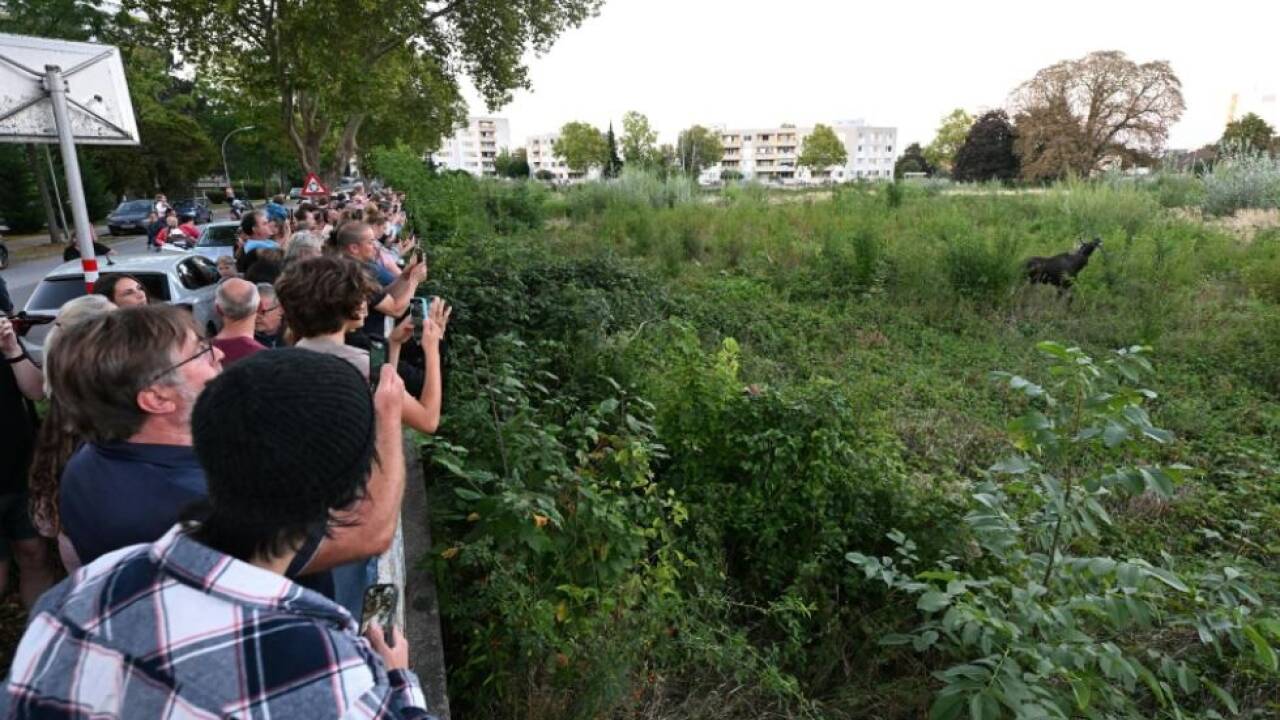 Geweihträger als Publikumsmagnet 