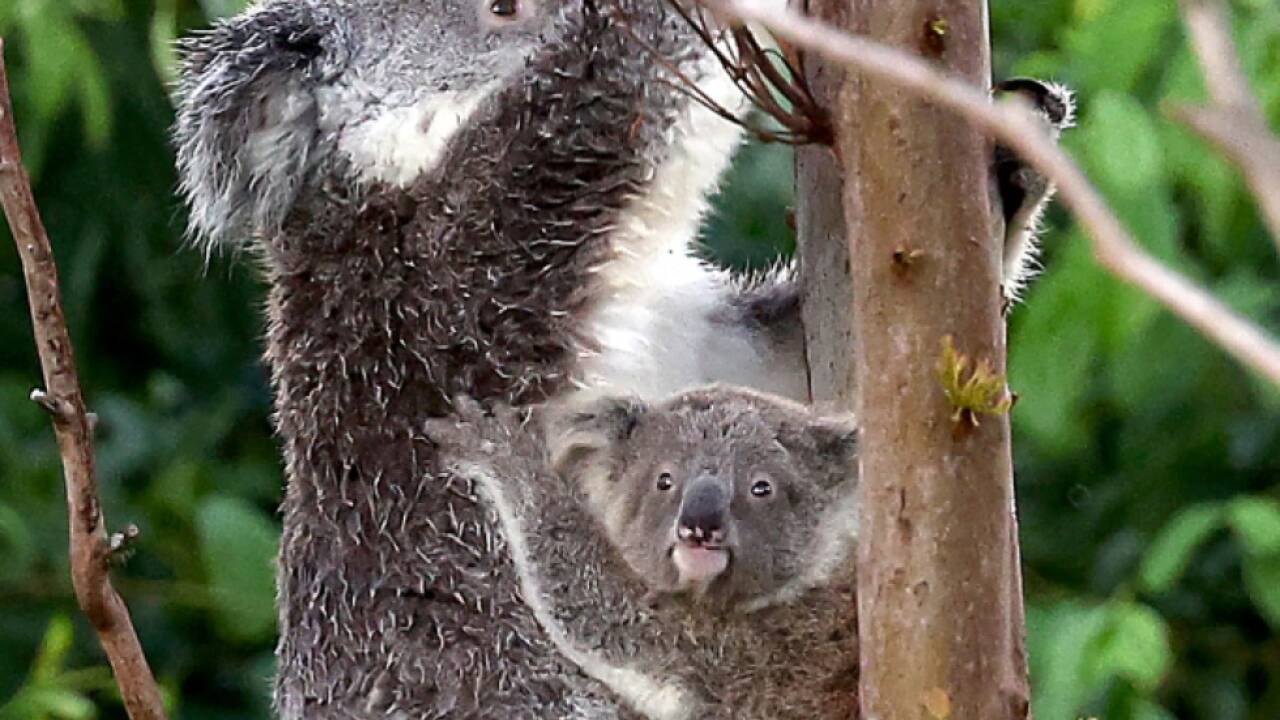 Ein Koalabär in Australien 