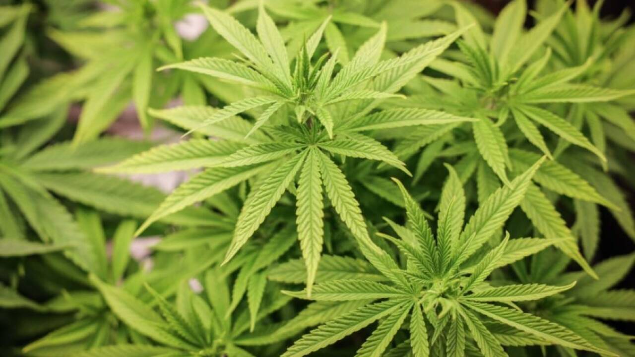 In der Wohnung des 34-Jährigen fand man auch eine Cannabis-Aufzuchtstation (Symbolbild). In der Wohnung des 34-Jährigen fand man auch eine Cannabis-Aufzuchtstation (Symbolbild).