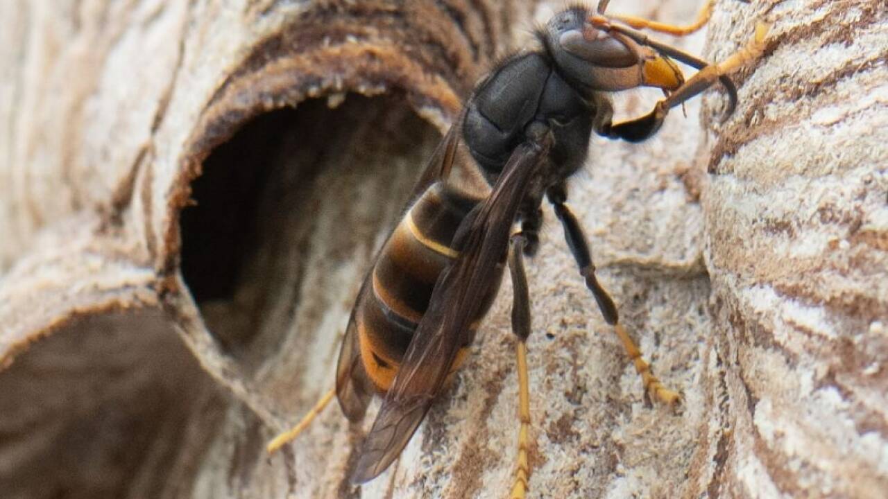 Die Frau erlitt durch die Hornissenstiche einen allergischen Schock 