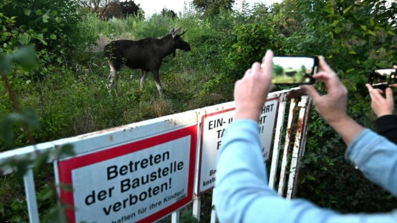 Internet-Hype rund um den Geweihträger 