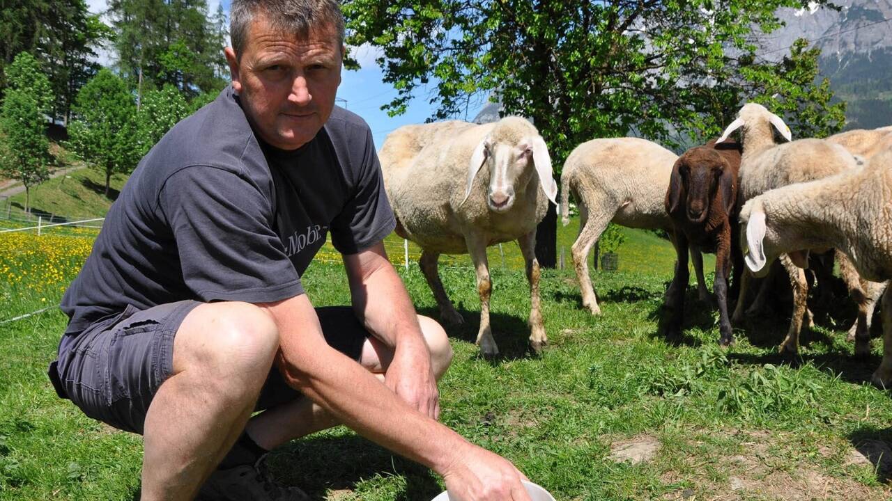 2018 kam es beim Arlbauern in Pfarrwerfen zu einem der ersten Wolfsrisse im Pongau. 2018 kam es beim Arlbauern in Pfarrwerfen zu einem der ersten Wolfsrisse im Pongau.