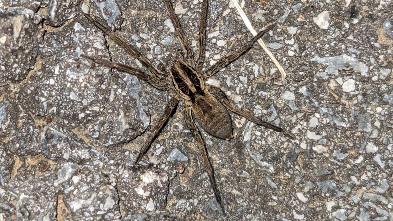 Die Schwarzbäuchige Tarantel war in den vergangenen Jahren regelmäßig im Südburgenland und westlich bis Graz und darüber hinaus zu beobachten. 