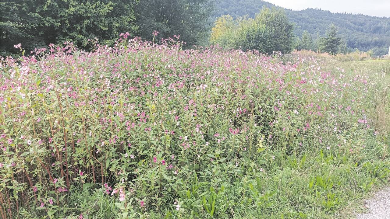 Das Drüsige Springkraut hat sich in weiten Teilen des Flachgaus ausgebreitet. 