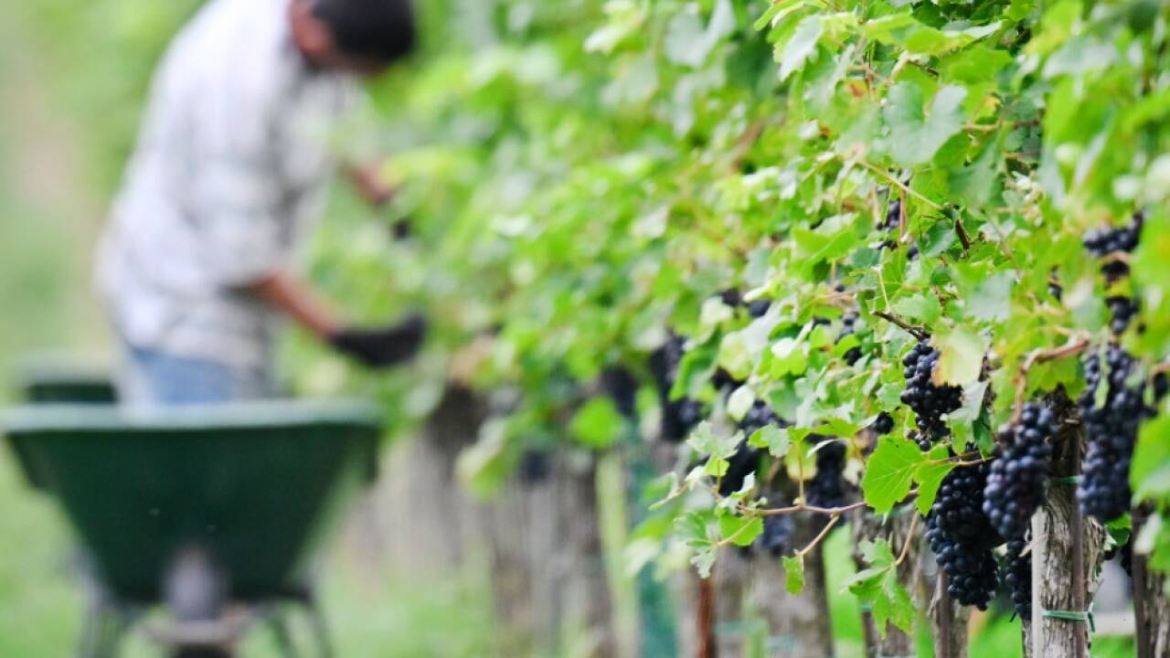 Trotz guter Ernte sehen sich viele Winzer vor großen Herausforderungen 