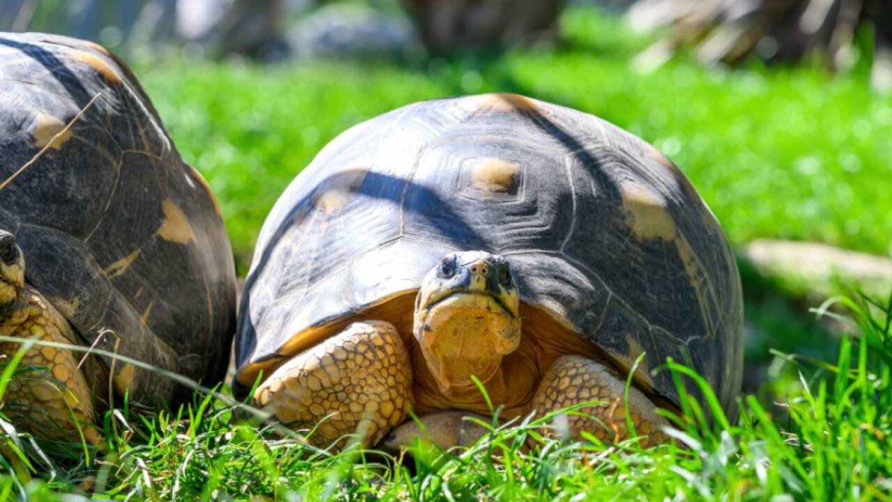 Vom Tiergarten Schönbrunn in die Madagaskaranlage umgesiedelt 