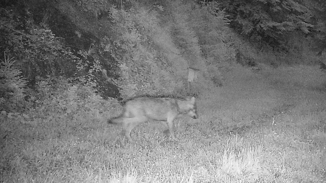 Der im Juli bei Bischofshofen von einer Wildkamera fotografierte Wolf ist möglicherweise noch im Land. Der im Juli bei Bischofshofen von einer Wildkamera fotografierte Wolf ist möglicherweise noch im Land.