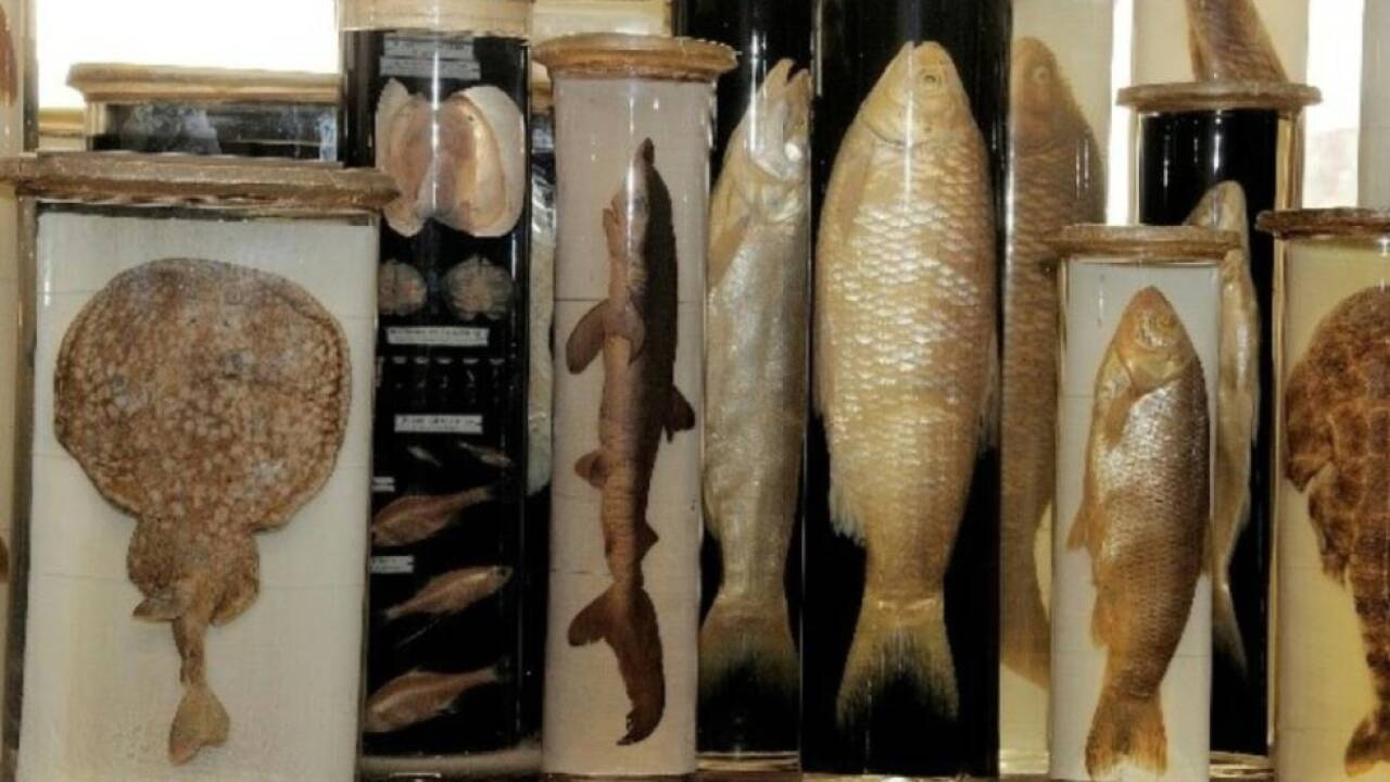 In heimischen Sammlungen finden sich 56 Millionen Objekte In heimischen Sammlungen finden sich 56 Millionen Objekte